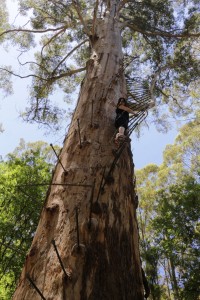 Veronika leze na strom